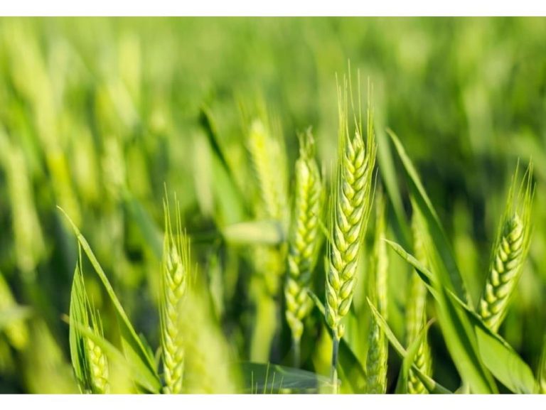 بهترین سم علف کش گندم و کنترل شیمیایی علف های هرز