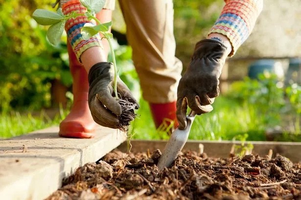 اقدامات مهم باغداری در فصل بهار