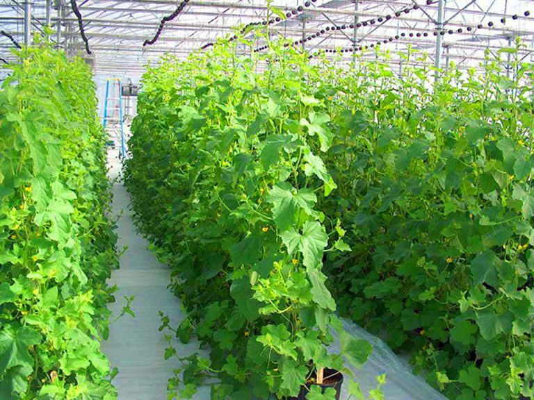 صفر تا صد کاشت خیار گلخانه ای